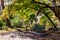 A lonely bench in the shade of a large maple tree in Texas