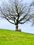 Lonely bench under a tree grave in Switzerland on a lush and green meadow