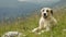 Lonely big light shepherd dog resting in the mountains