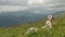 Lonely big light shepherd dog resting in the mountains