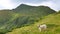 Lonely big light shepherd dog resting in the mountains in the summer