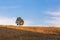 Lonely big tree on a hill, golden grass, bright sky.