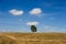 Lonely big tree on a hill, golden grass, bright sky.