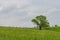 Lonely big tree on meadow landscape. Gloomy and sad field view. Dramatic background concept
