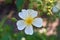 Lonely  big white   rose hip with buds closeup