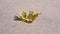 Lonely big yellow dried maple leaf fallen on asphalt road