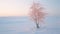 Lonely Birch In Snow: A Captivating National Geographic-style Photo