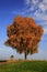 Lonely birch tree in autumn colors