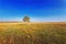 A lonely birch tree in the fields multicolored herbs in autumn