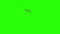 Lonely Bird On Chroma Key