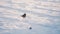 Lonely Bird On Snowy Ground: A Captivating Nature Photograph