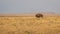 Lonely bison bull walking on a prairie in northern Colorado