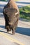 Lonely bison on the road in Yellowstone,Wyoming, USA