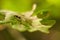 Lonely black ant (Lasius Niger) on a oak leaf (Quercus) in sunset light