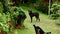 Lonely black dog in garden