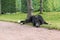 Lonely black dog with sad eyes is laying and waiting someone in the park.