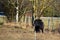 Lonely black hairy pony on pasture