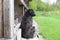 Lonely black old dog sitting near ancient wooden house