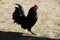 Lonely black rooster in the country yard, Poland