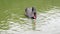 Lonely black swan with a red beak floats on a green river and chooses food