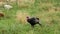 Lonely black Turkey walks on a green field