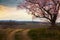 Lonely blooming tree countryside