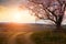 Lonely blooming tree countryside