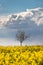 Lonely blooming tree in rapeseed field and storm cloud