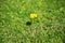 The lonely blossoming dandelion on a mowed lawn