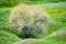 Lonely blossoming tree in spring steppe beautiful landscape