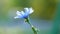 Lonely blue flower close-up in the field. Plants, flowers. Slow Motion.