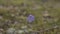 Lonely blue flower in the field. Macro shot.