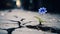 A lonely blue flower grows from a crack in the asphalt road. Neutral blurred background. Place for text.