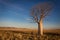 Lonely Boab tree on the vast grass flats with Cockburn Range in background