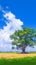 Lonely Bodhi tree against blue sky in peaceful paddy field