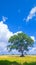 Lonely Bodhi tree against blue sky in peaceful paddy field