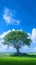 Lonely Bodhi tree against blue sky in peaceful paddy field