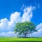 Lonely Bodhi tree against blue sky in peaceful paddy field