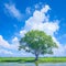 Lonely Bodhi tree against blue sky in peaceful paddy field