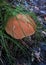 Lonely boletus in the grass. Close, warm, sunny, autumn forest