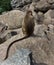 Lonely bonnet Macaque on the hill rocks