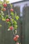 Lonely branch with green leaves and red small apples on a blurred background
