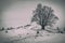 A lonely branchy tree on the hill. Winter landscape.