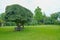 Lonely branchy tree surrounded by beautiful topiary bushes on green grass lawn in public urban park on blurred trees background.