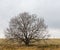 Lonely branchy walnut tree on an edge of agricultural field