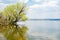 Lonely branchy willow tree beside a big river