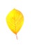 Lonely bright beautiful yellow autumn leaf