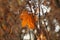 Lonely bright orange brown maple leaf lit by evening sun on a dark blur background