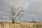 Lonely broken tree on the field