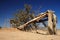 Lonely broken tree in Sahara desert - Niger